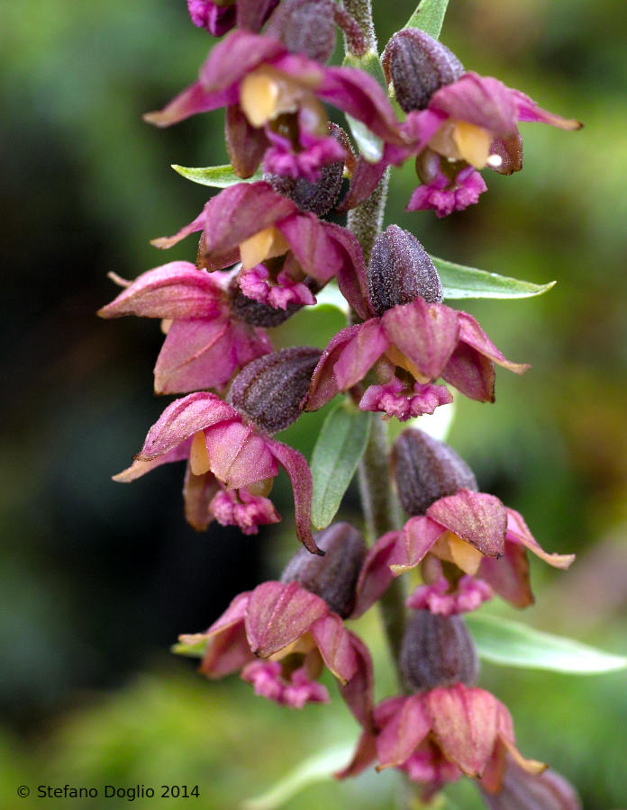 Epipactis helleborine e E. atrorubens